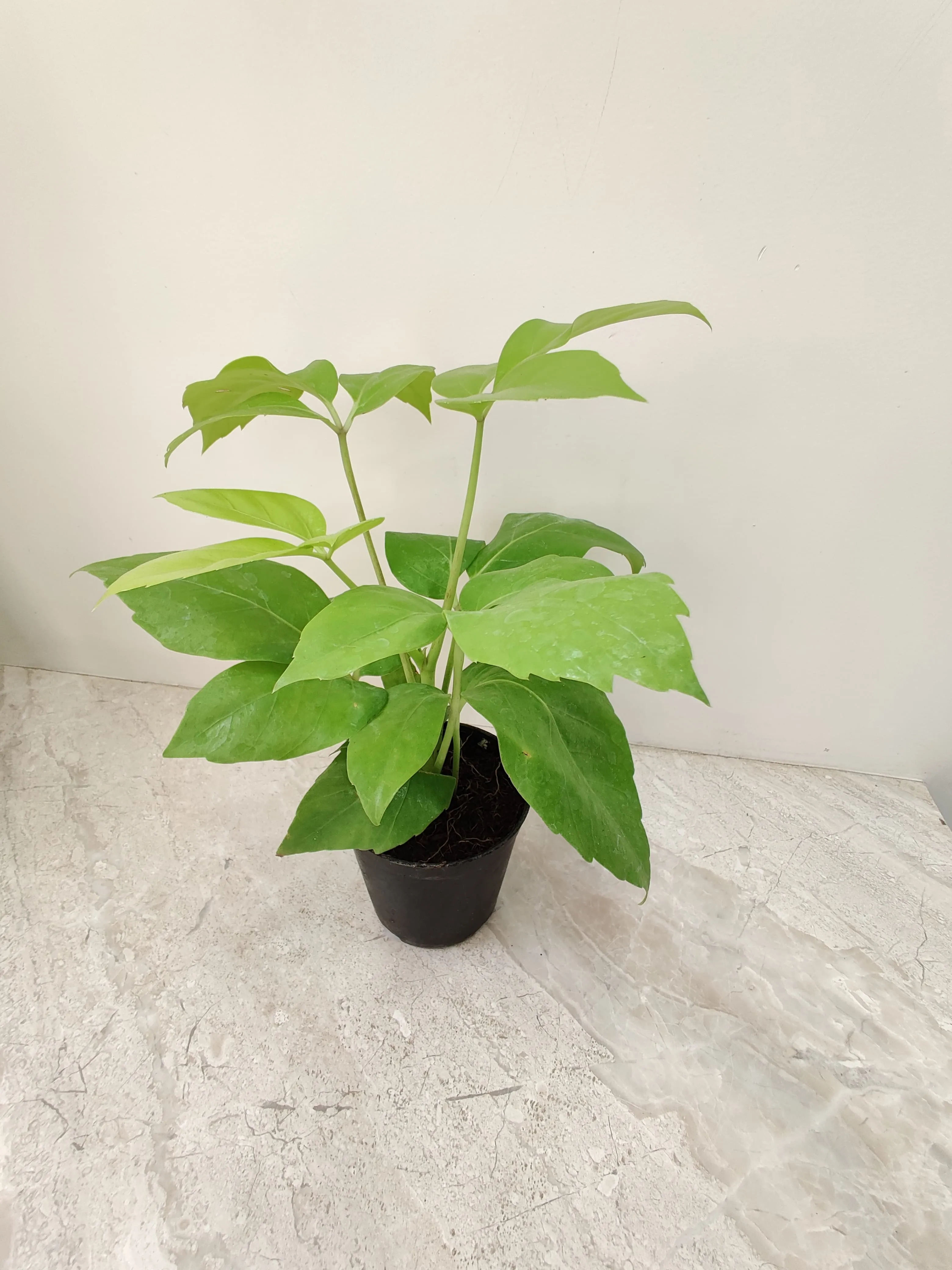 Golden Brassia (Schefflera Actinophylla) - Plant