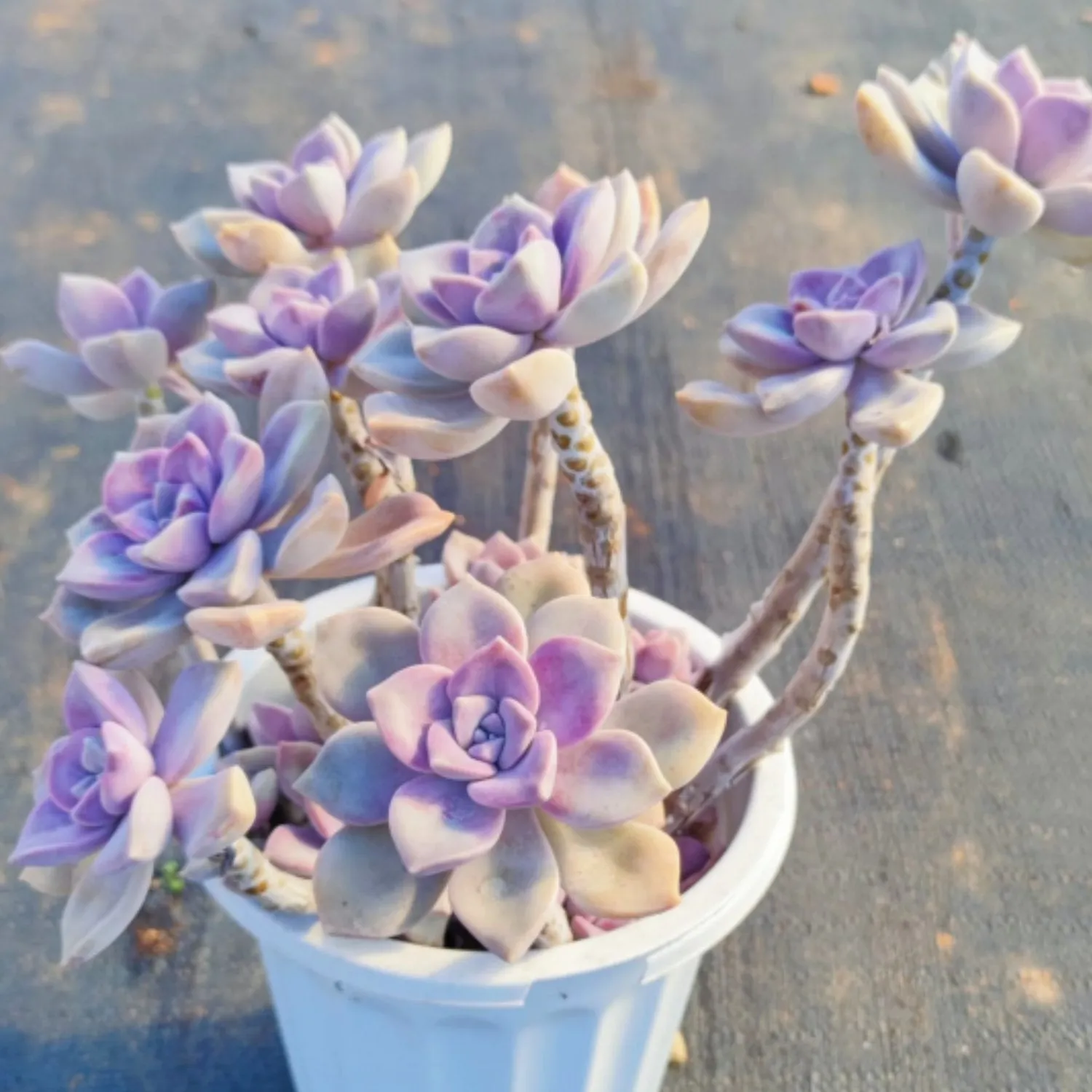 Graptopetalum 'Purple Delight'