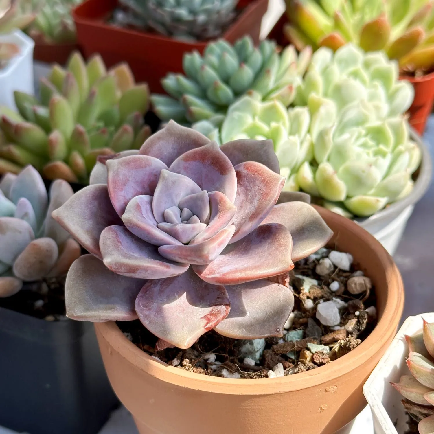 Graptopetalum 'Purple Delight'
