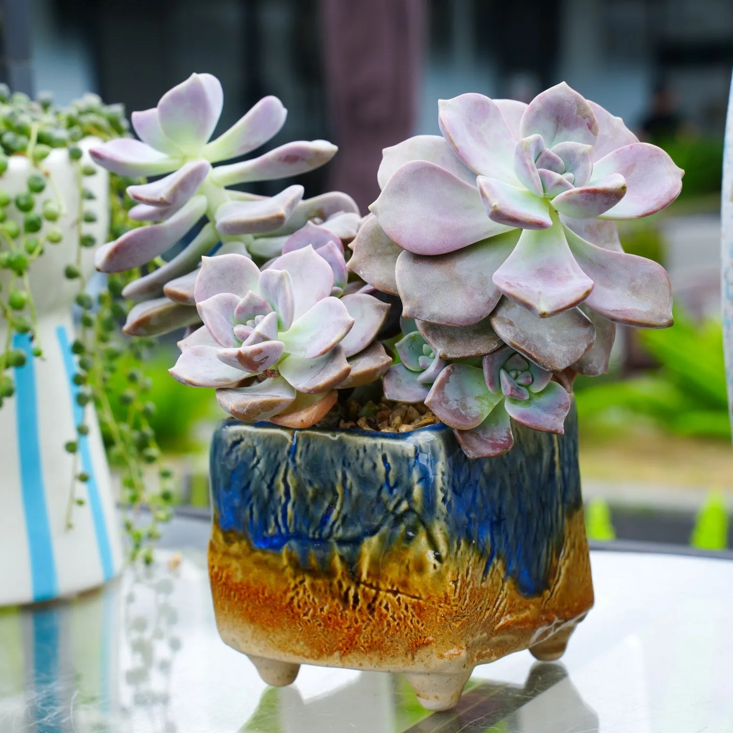Graptopetalum 'Purple Delight'