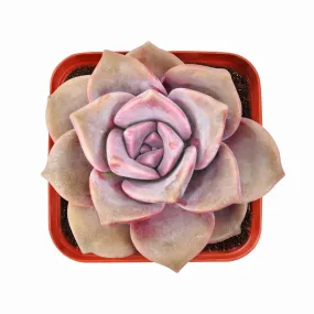 Graptopetalum 'Purple Delight'