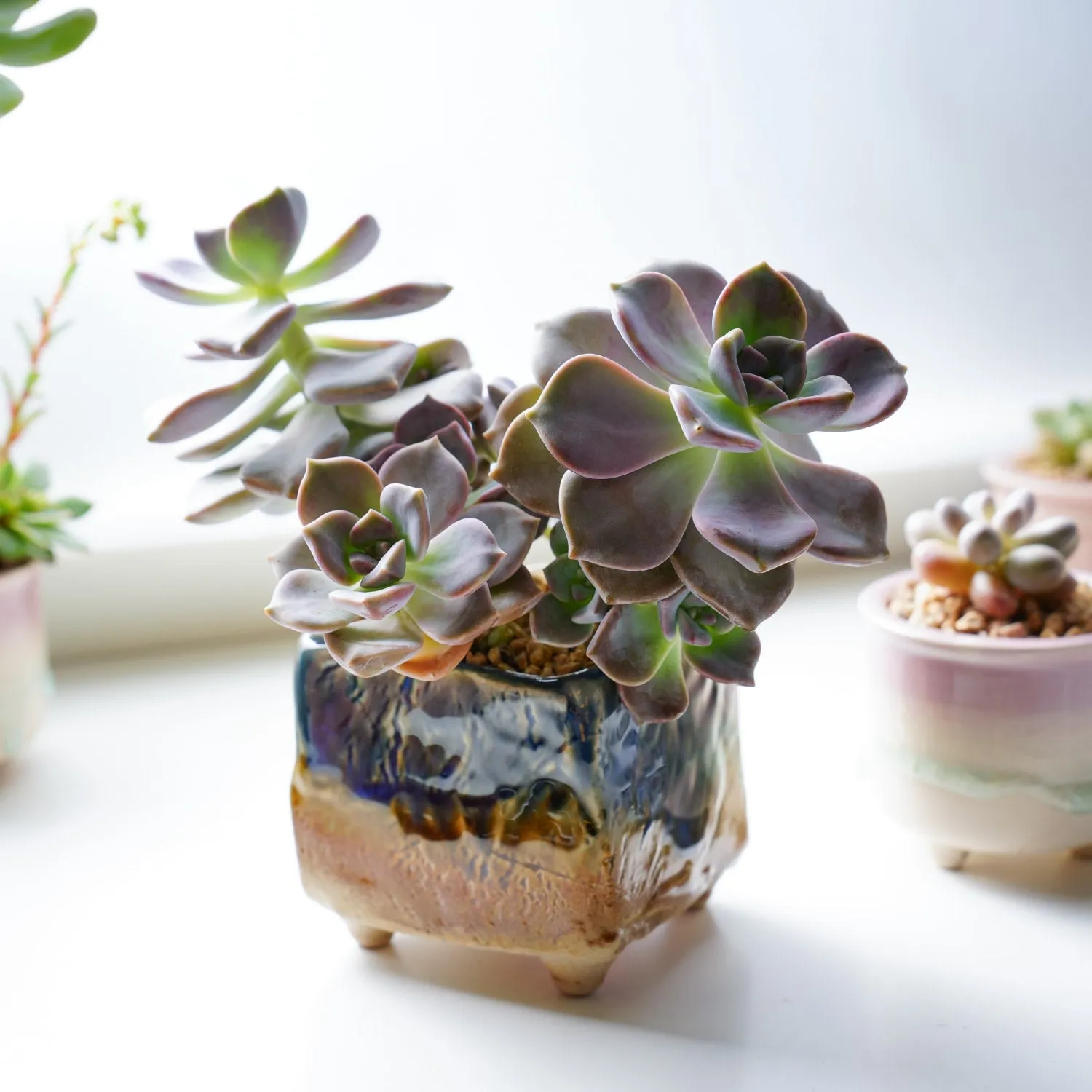 Graptopetalum 'Purple Delight'
