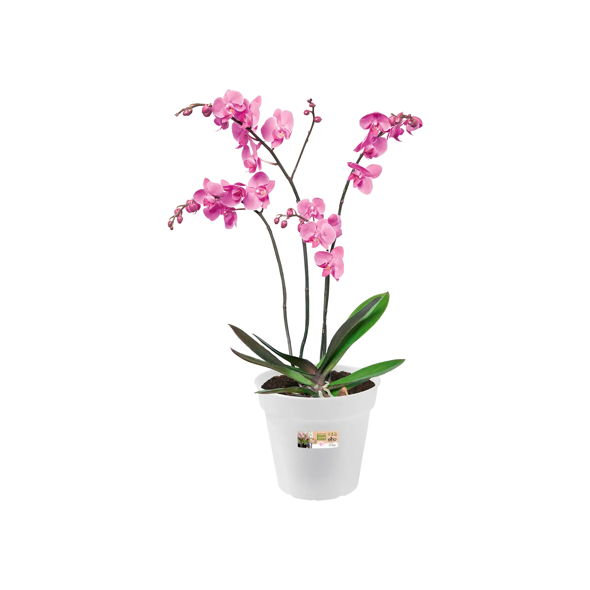 Green Basics Orchid 17Cm (Clear)