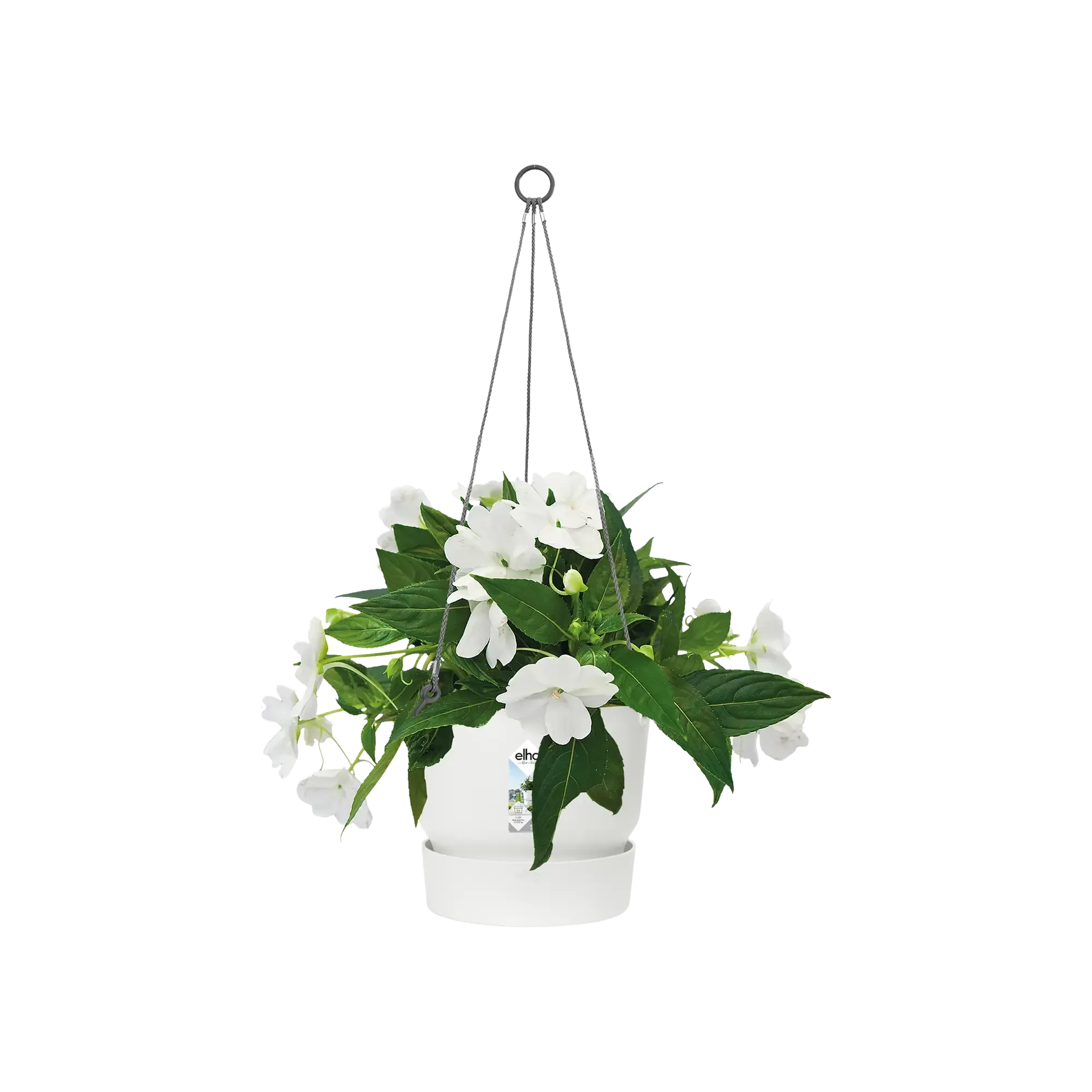 Greenville Hanging Basket 24Cm (White)