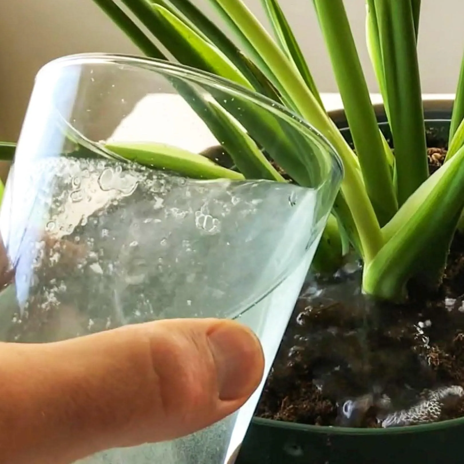 Instant Plant Food