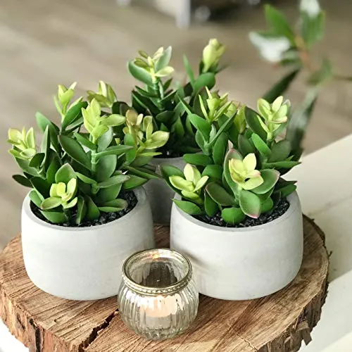 Kurrajong Farmhouse Faux Succulent in Pot Faux Plants Decor 7 x 4.5