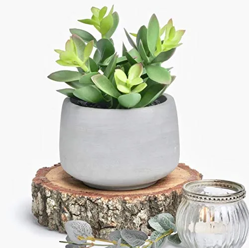 Kurrajong Farmhouse Faux Succulent in Pot Faux Plants Decor 7 x 4.5