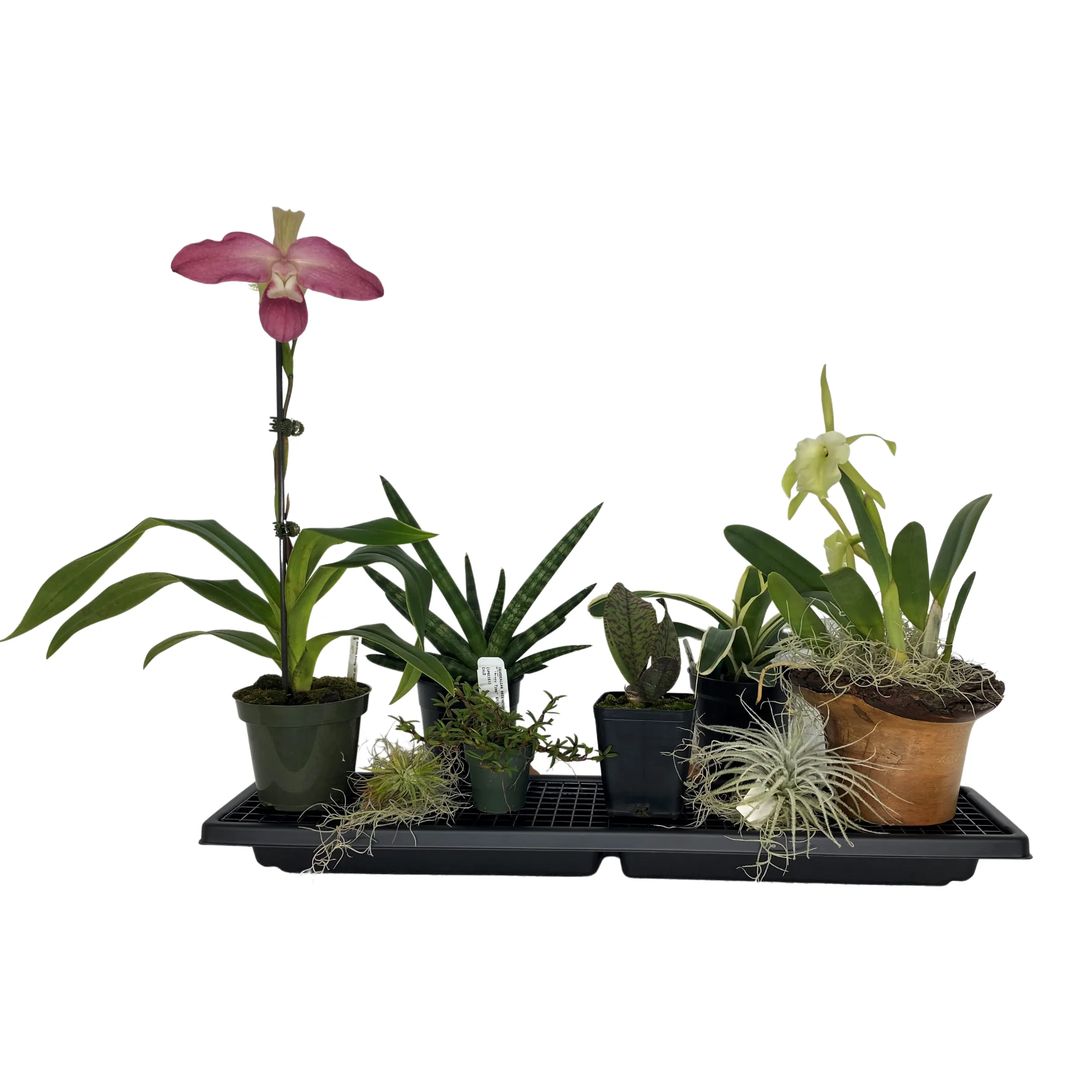 Large Humidi-Grow ™  Tray (HT-103)