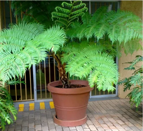 Large Round Flower Pots
