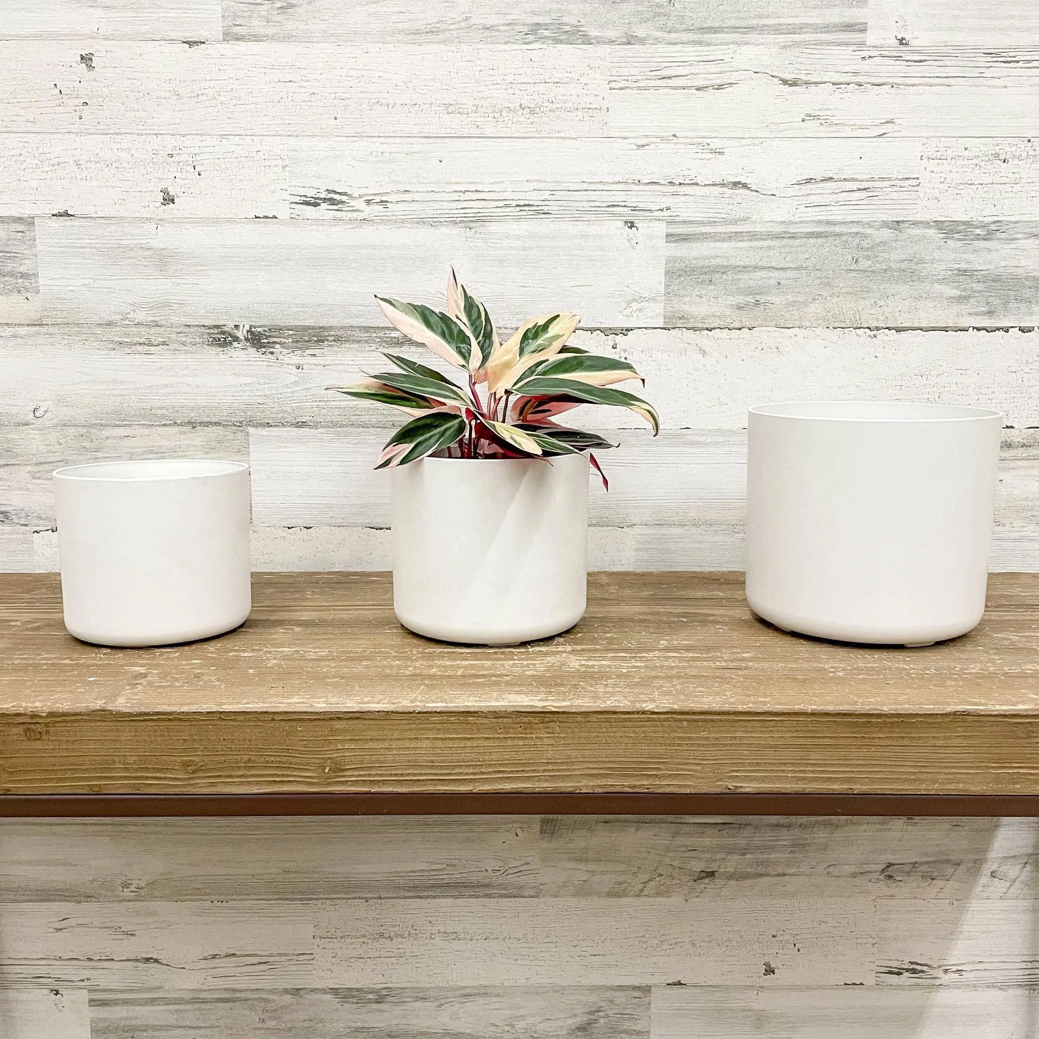 Lena Cylinder Planter - White - 7-inches