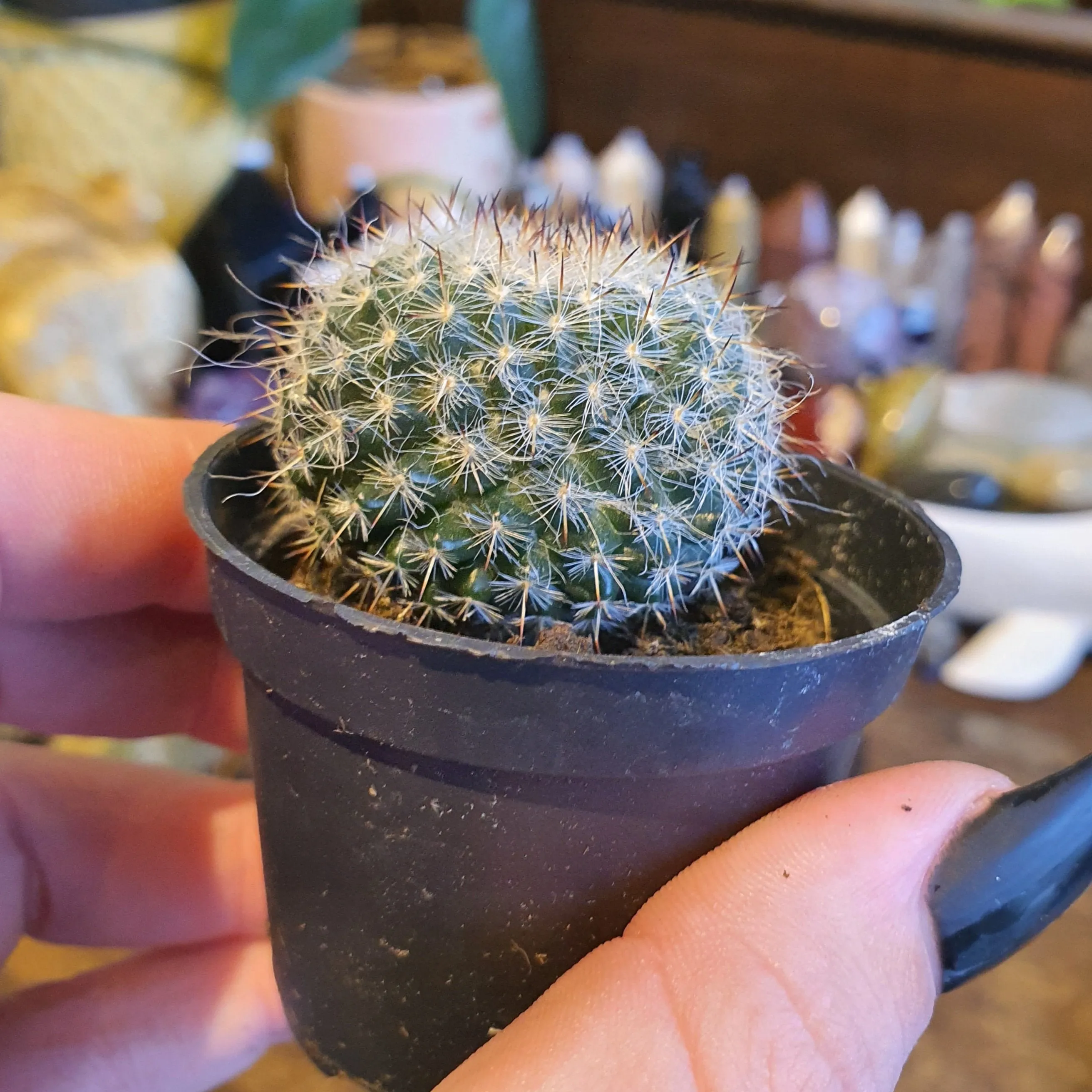 Lucky Dip Cacti - 60mm pots