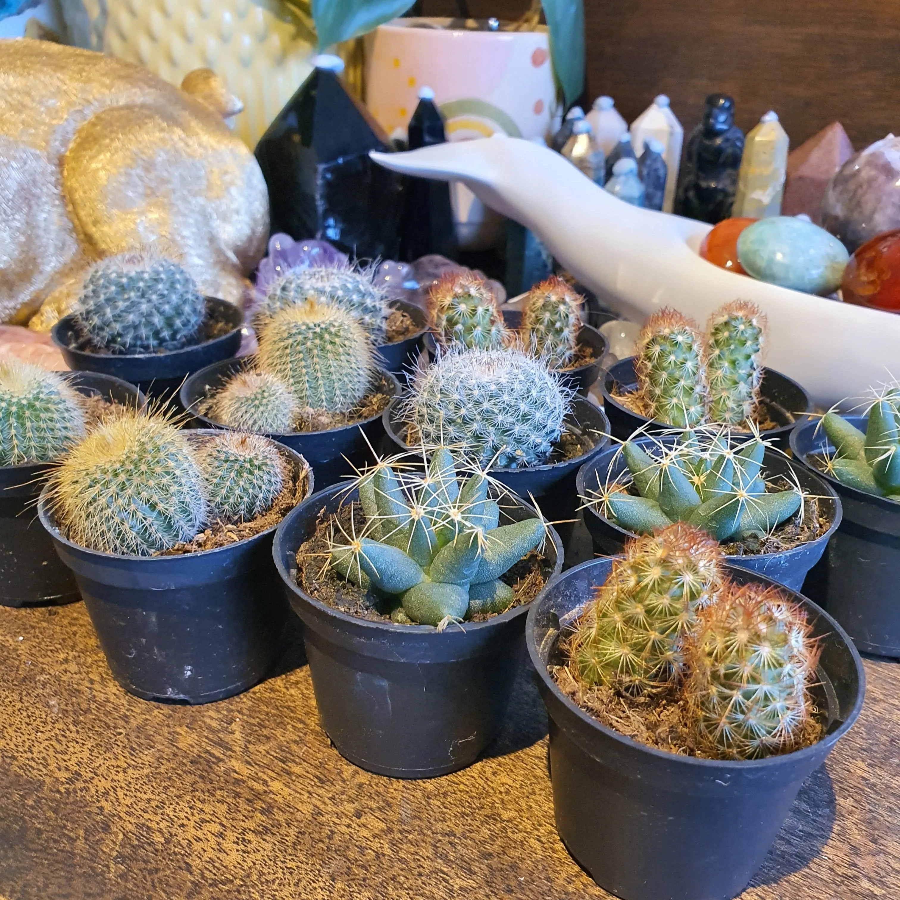 Lucky Dip Cacti - 60mm pots