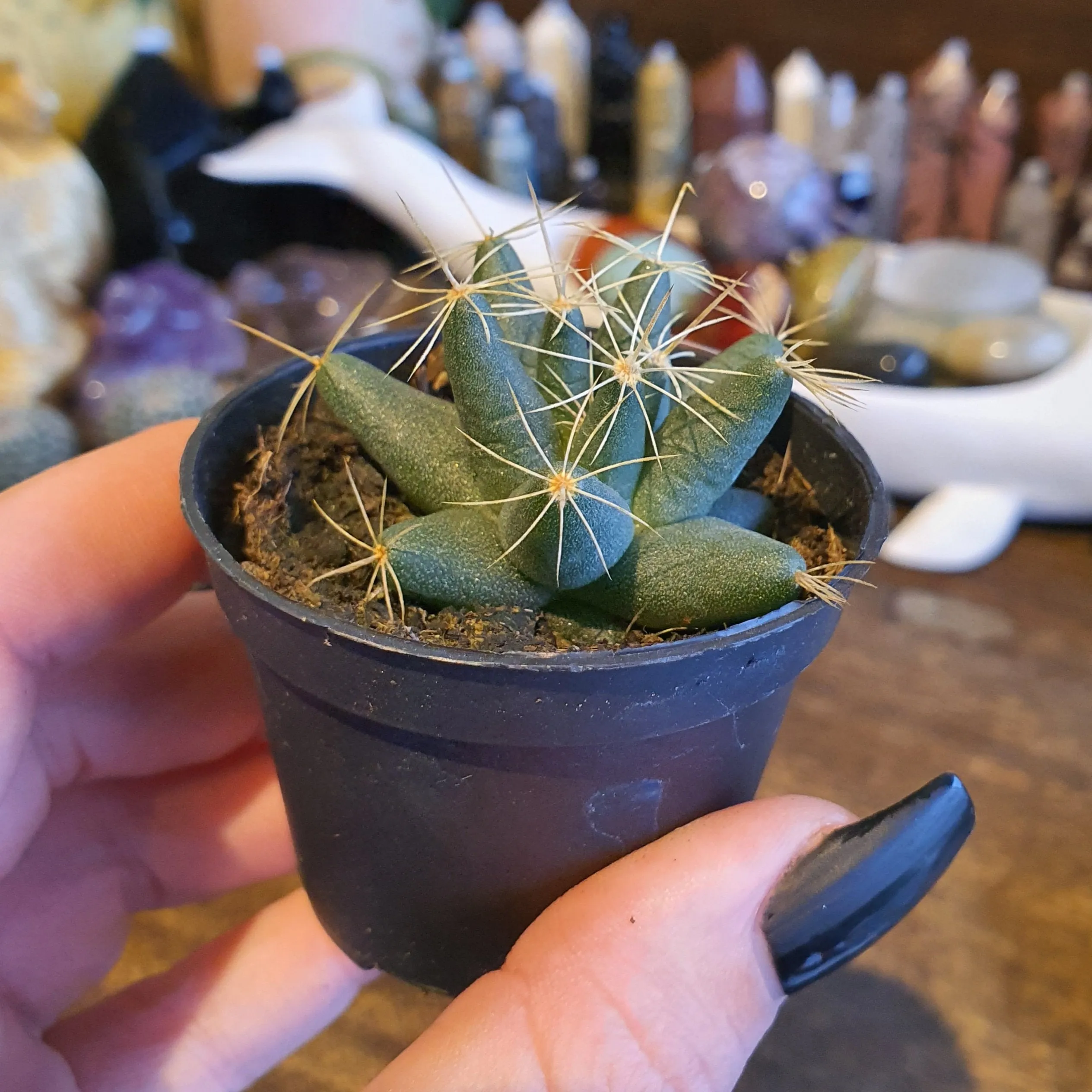 Lucky Dip Cacti - 60mm pots