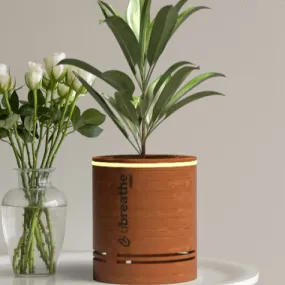 Mini Classic Air Purifier Planter