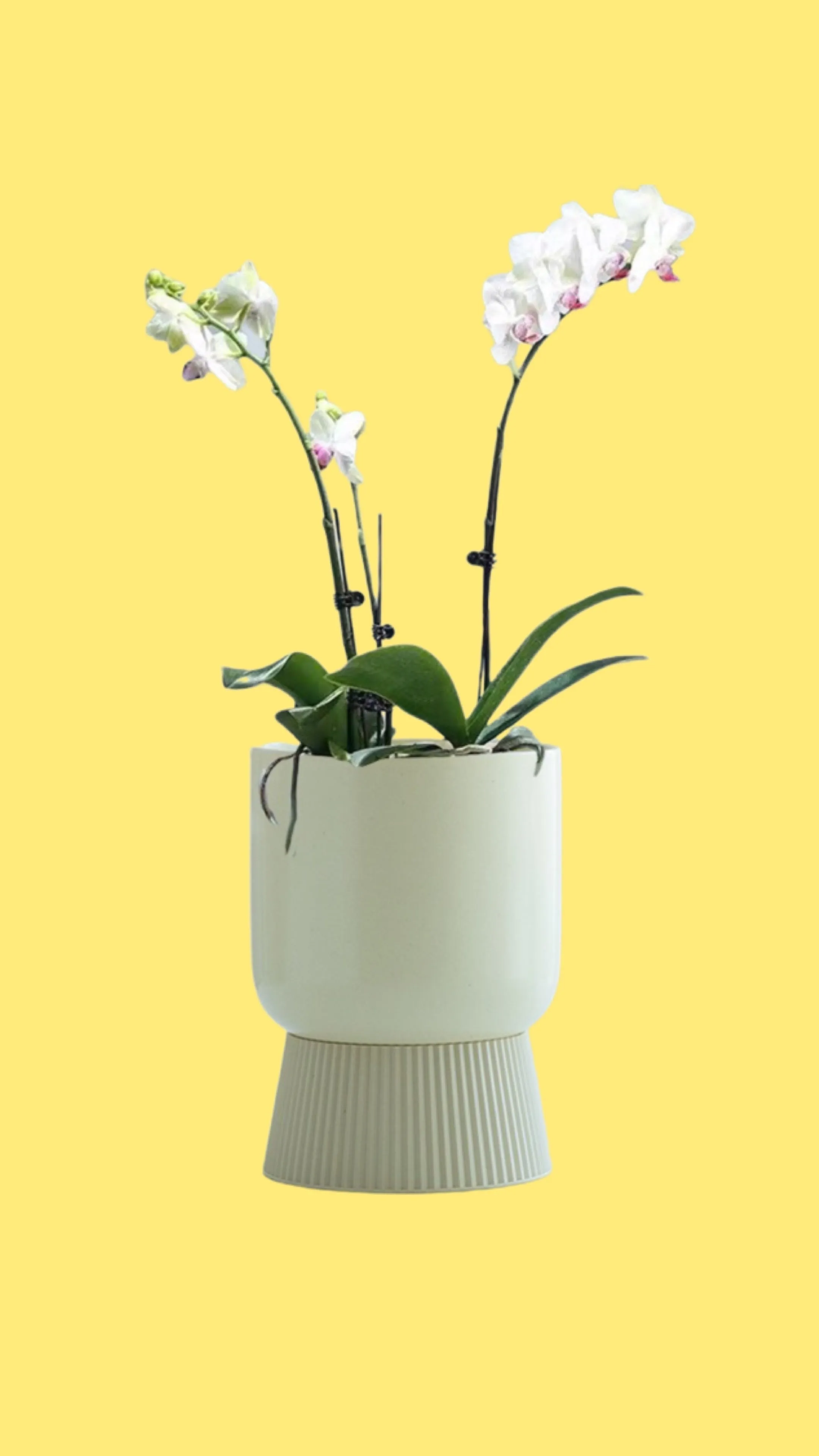 Minimalist Style Self-watering Ceramic Planters - Perfect for Indoor & Outdoor