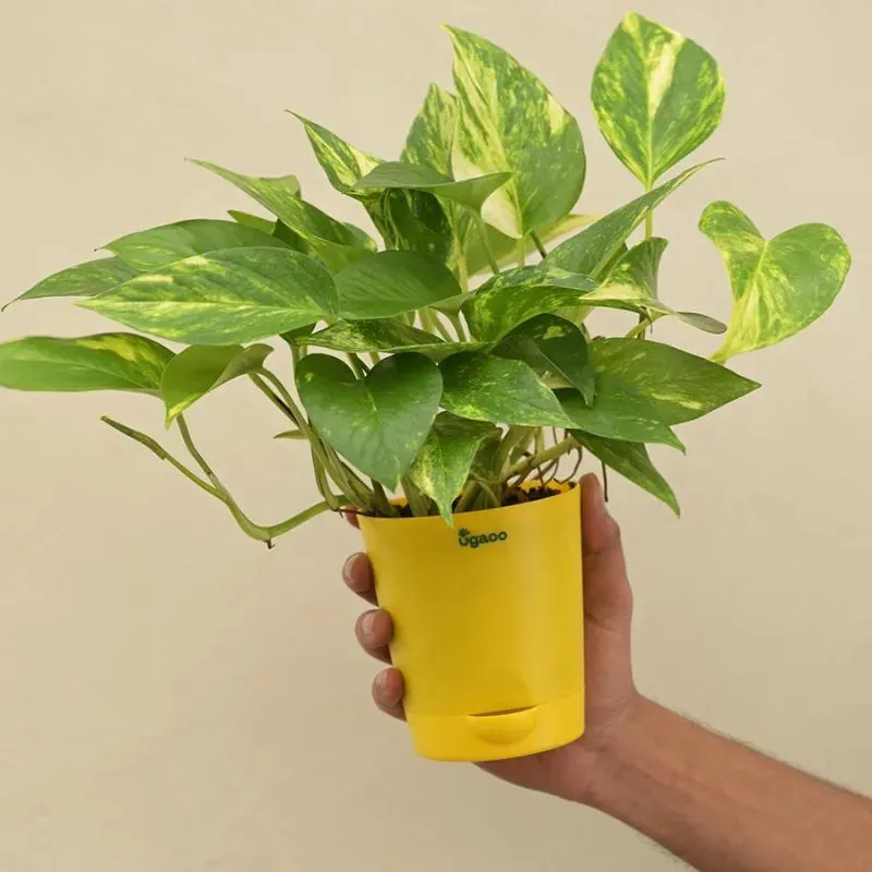 Money Plant Variegated Green Live Indoor Plant with Self Watering Pot