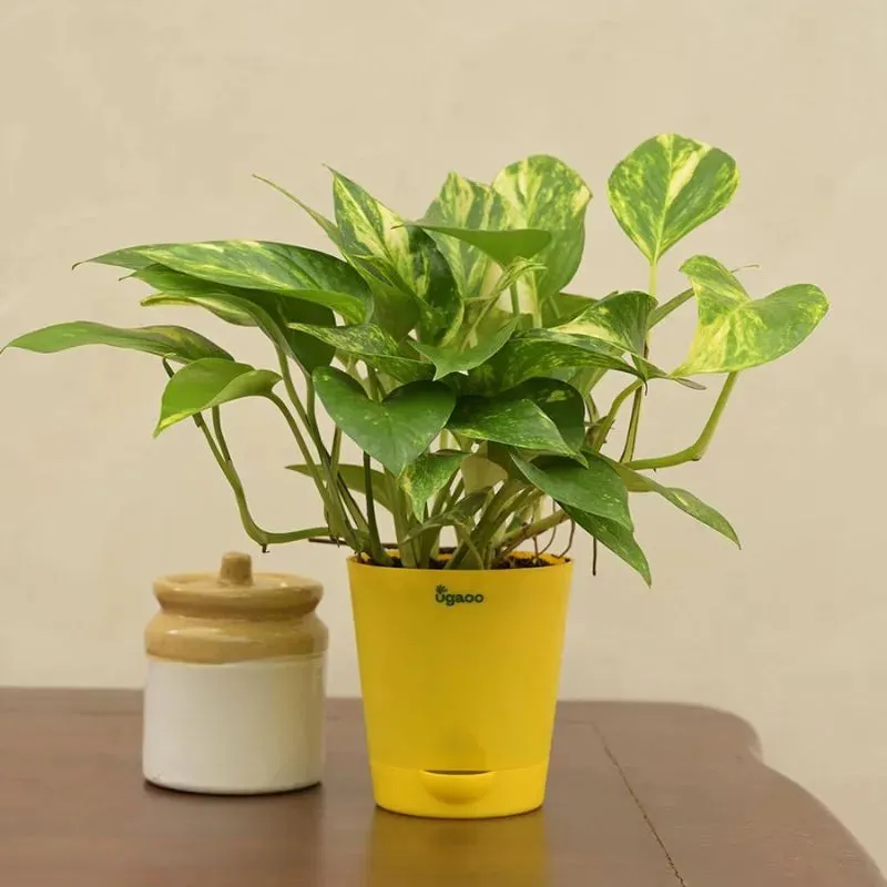 Money Plant Variegated Green Live Indoor Plant with Self Watering Pot