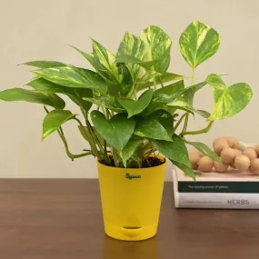 Money Plant Variegated Green Live Indoor Plant with Self Watering Pot