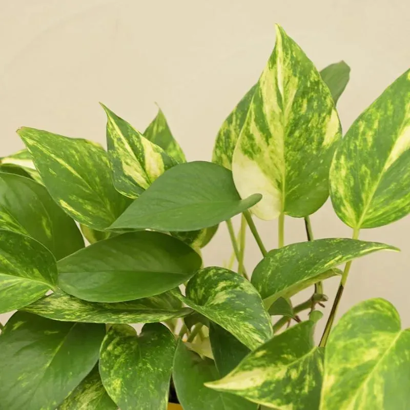 Money Plant Variegated Green Live Indoor Plant with Self Watering Pot