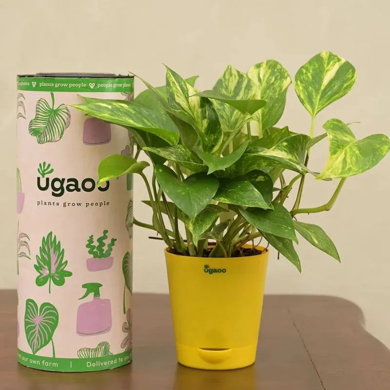 Money Plant Variegated Green Live Indoor Plant with Self Watering Pot