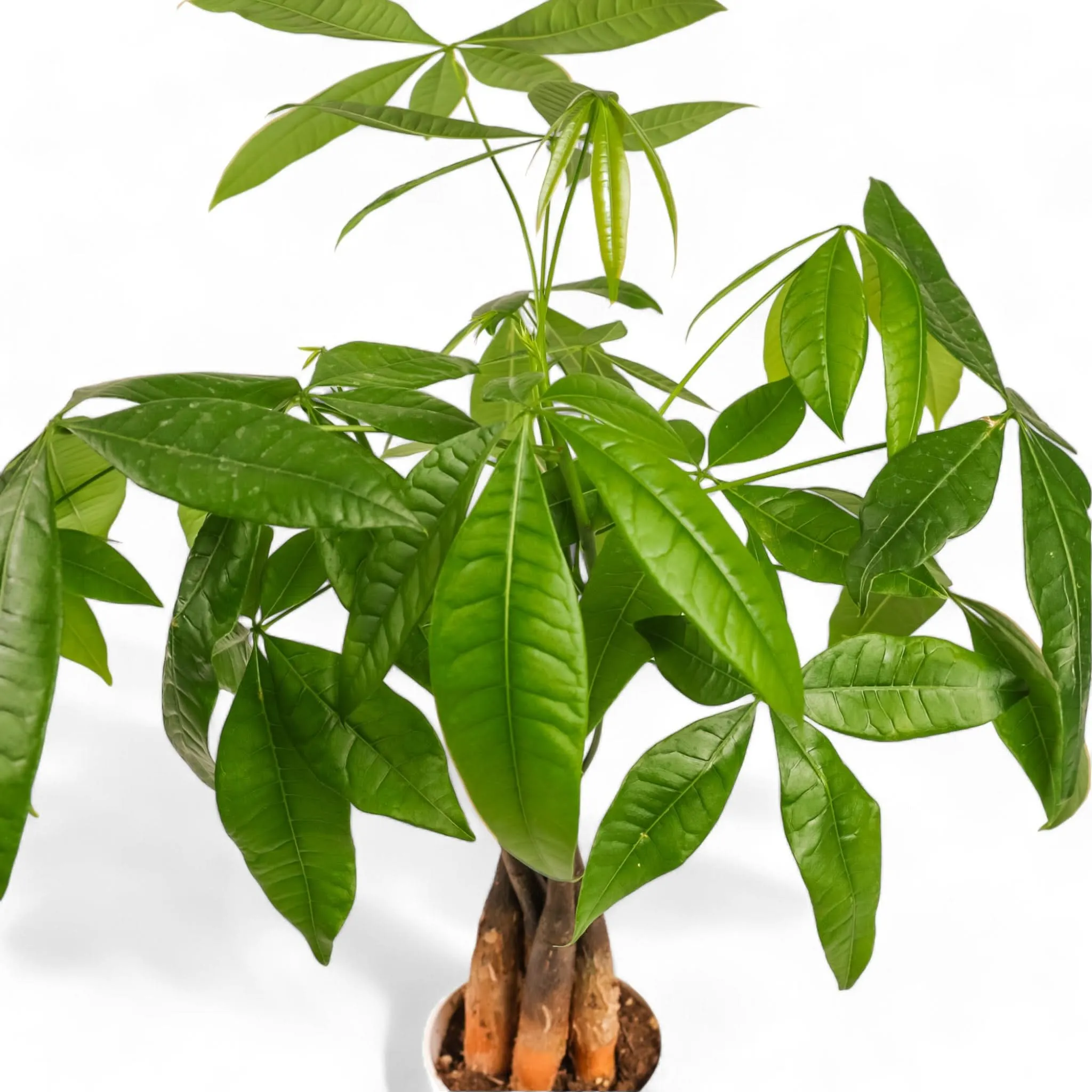 Money Tree