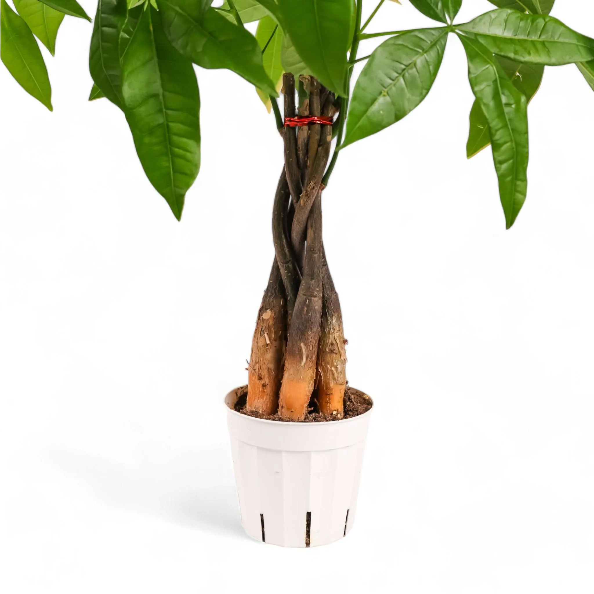Money Tree