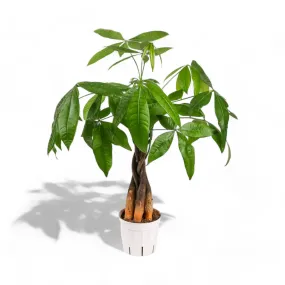 Money Tree