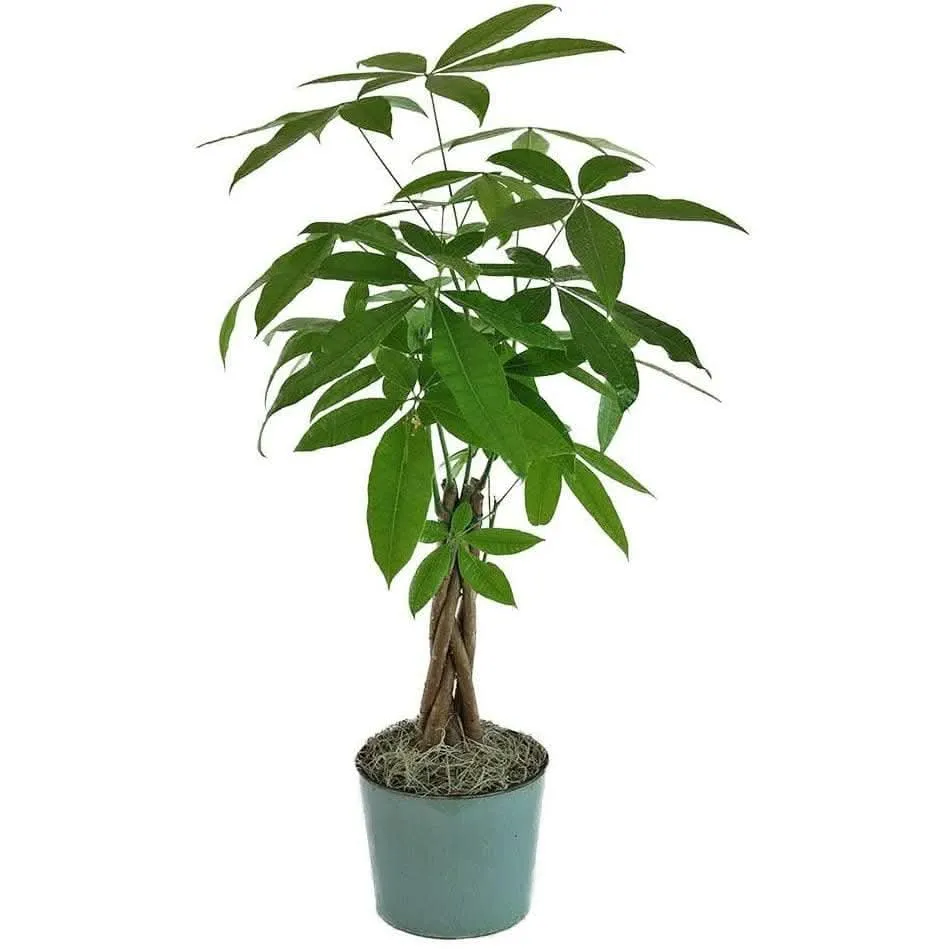 Money Tree