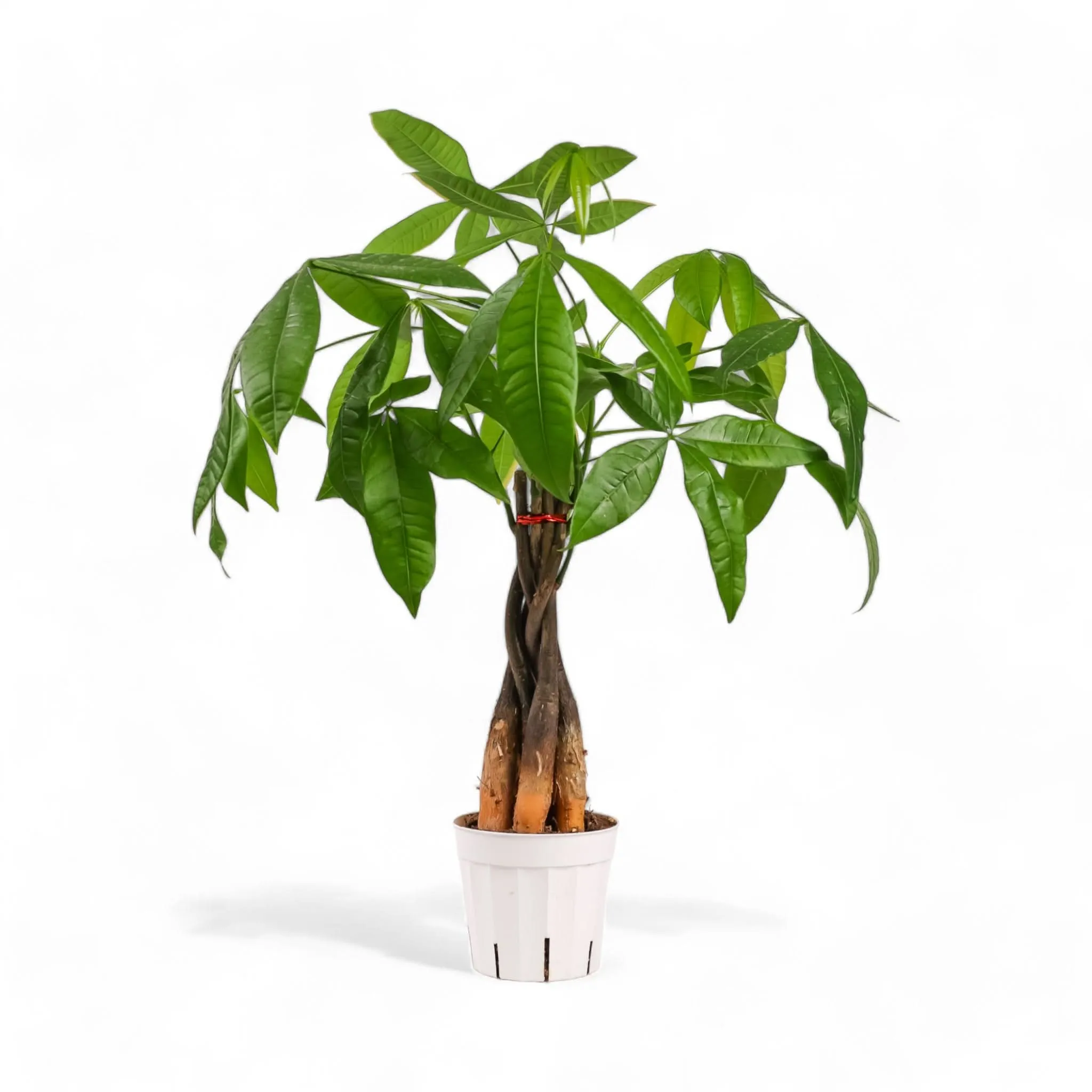 Money Tree