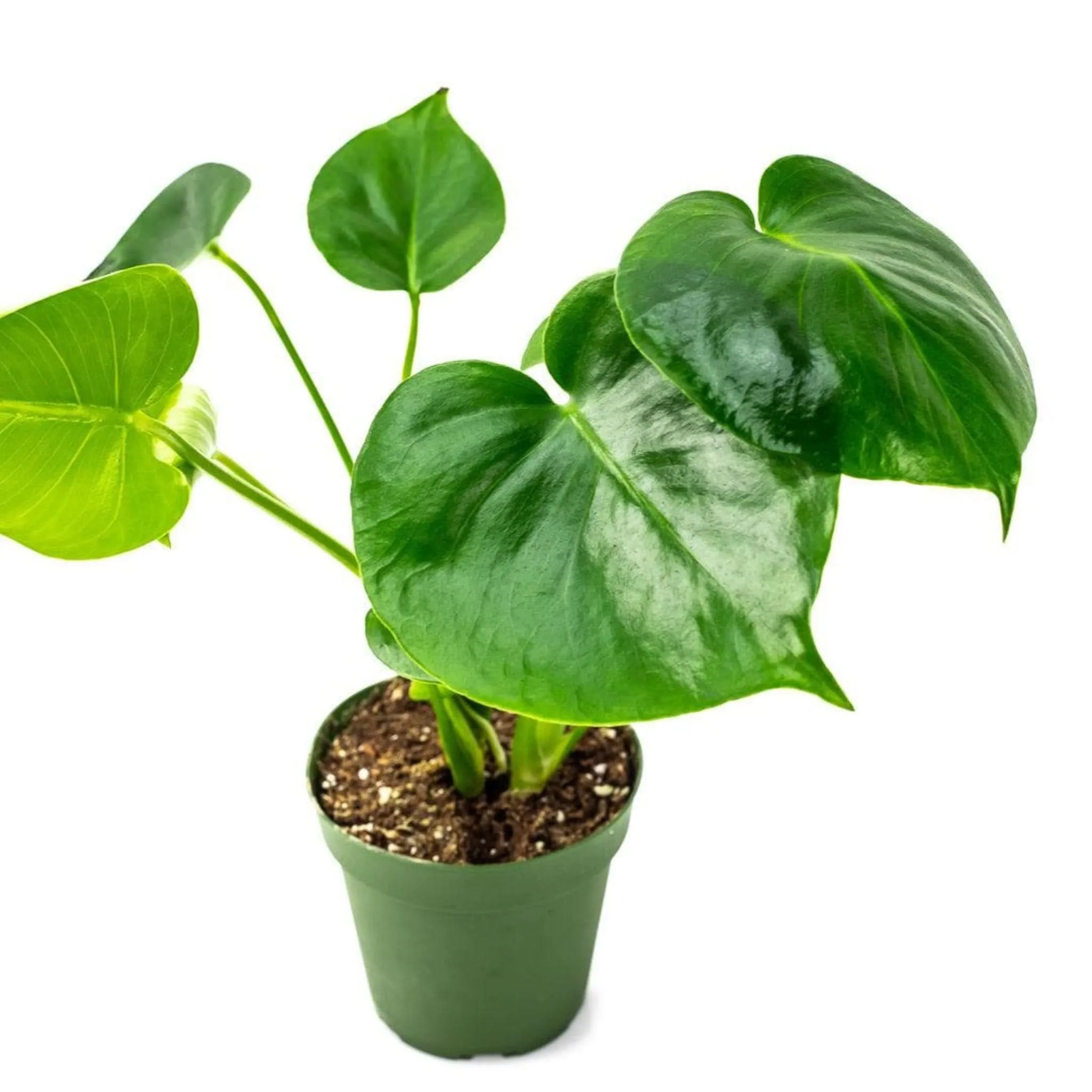 Monstera Deliciosa