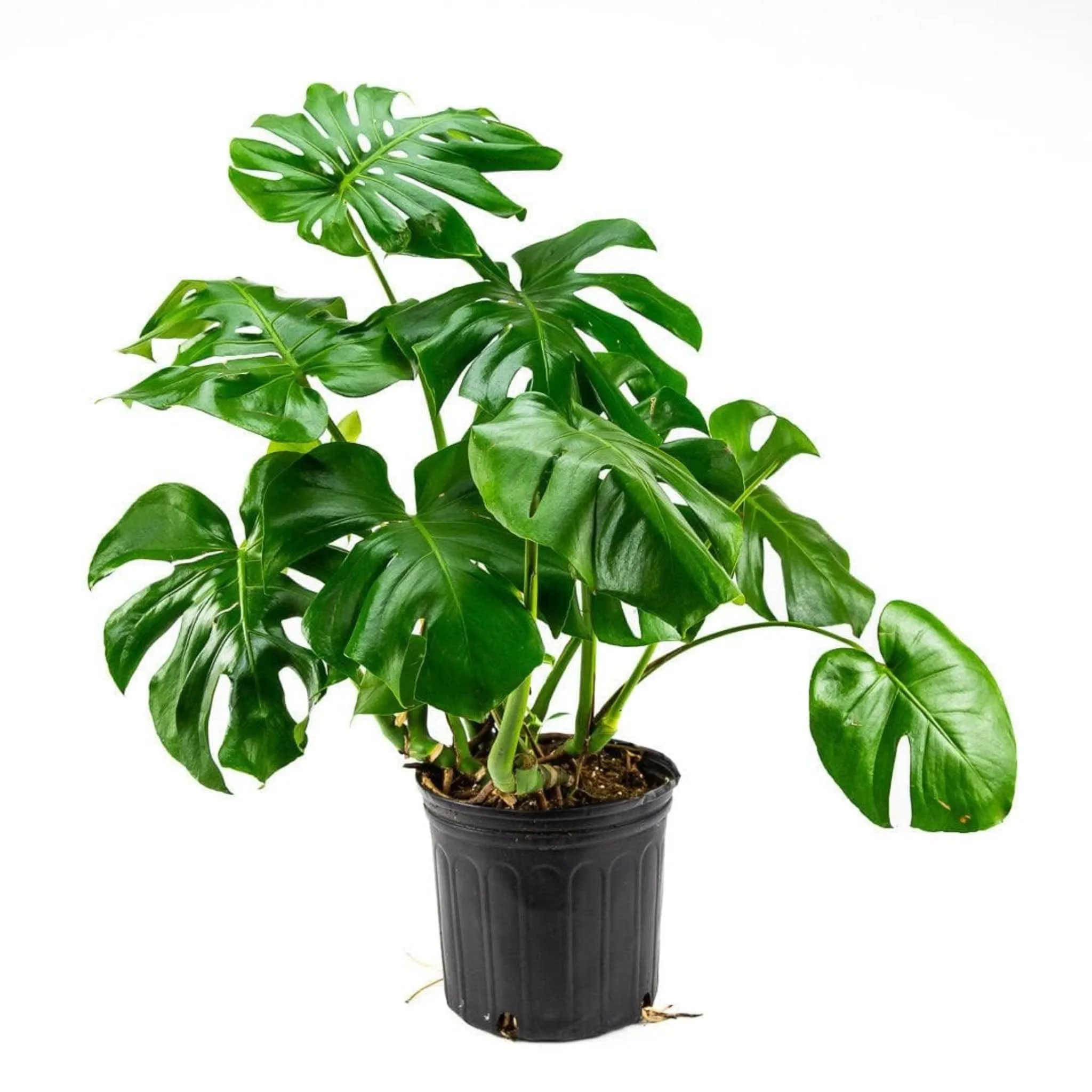 Monstera Deliciosa