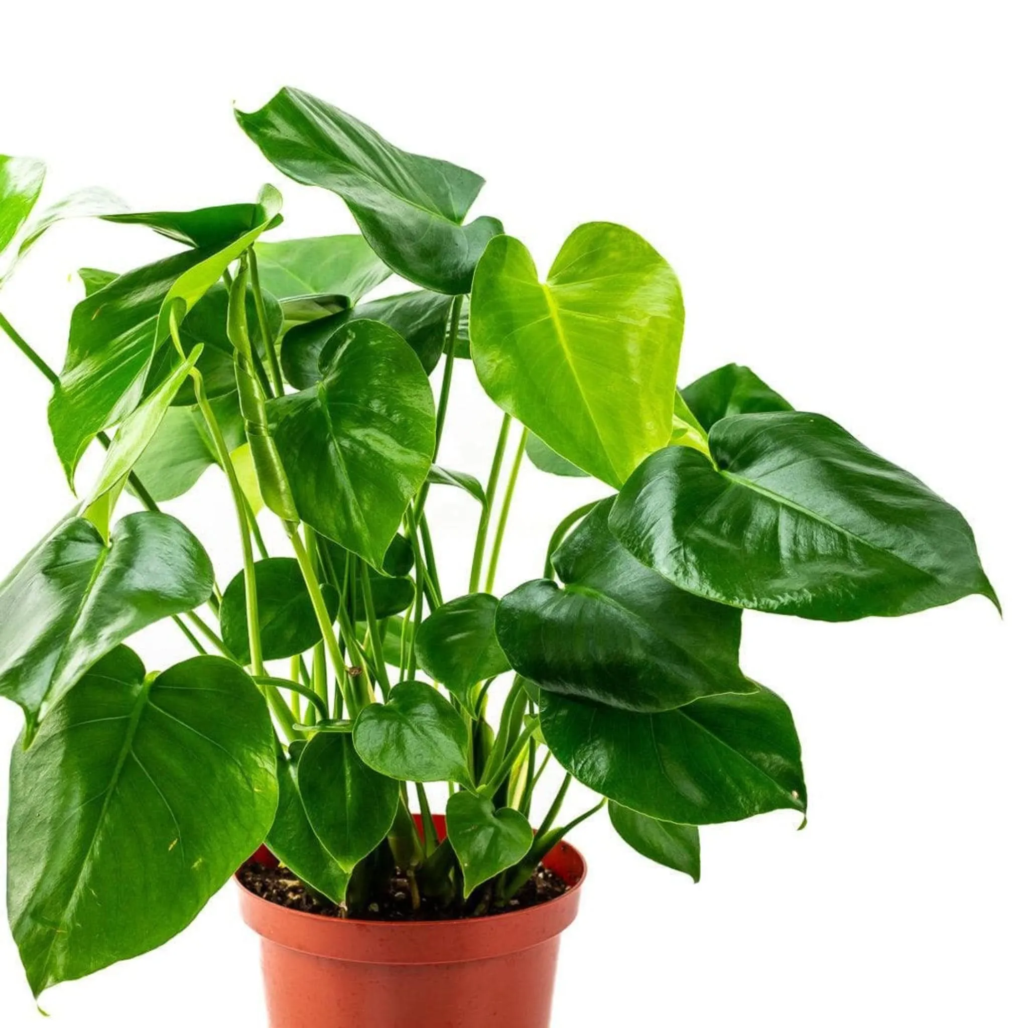 Monstera Deliciosa