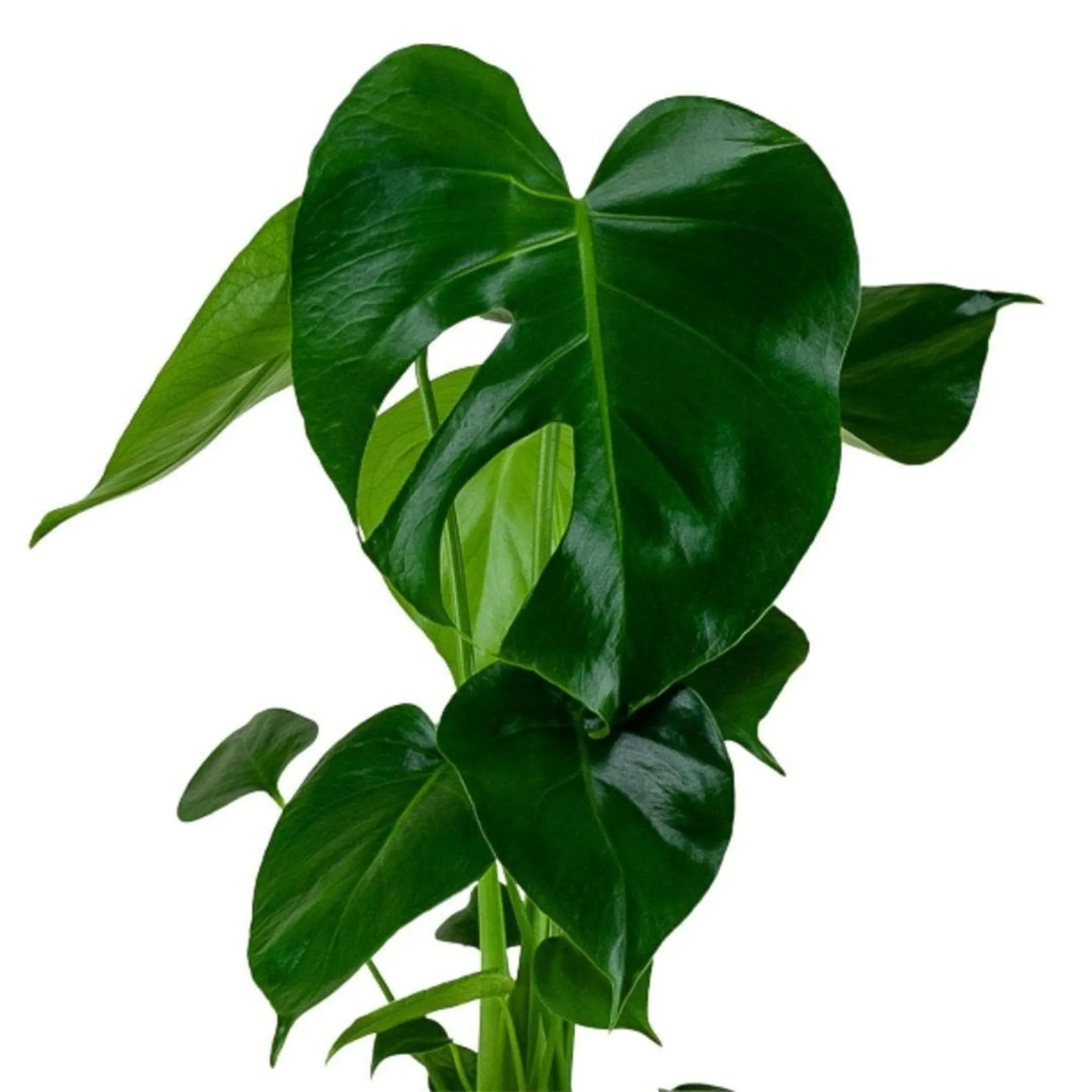 Monstera Deliciosa
