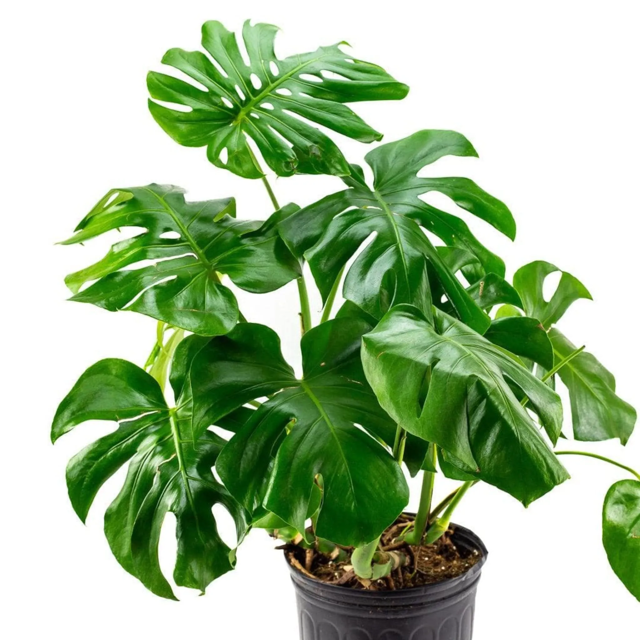 Monstera Deliciosa