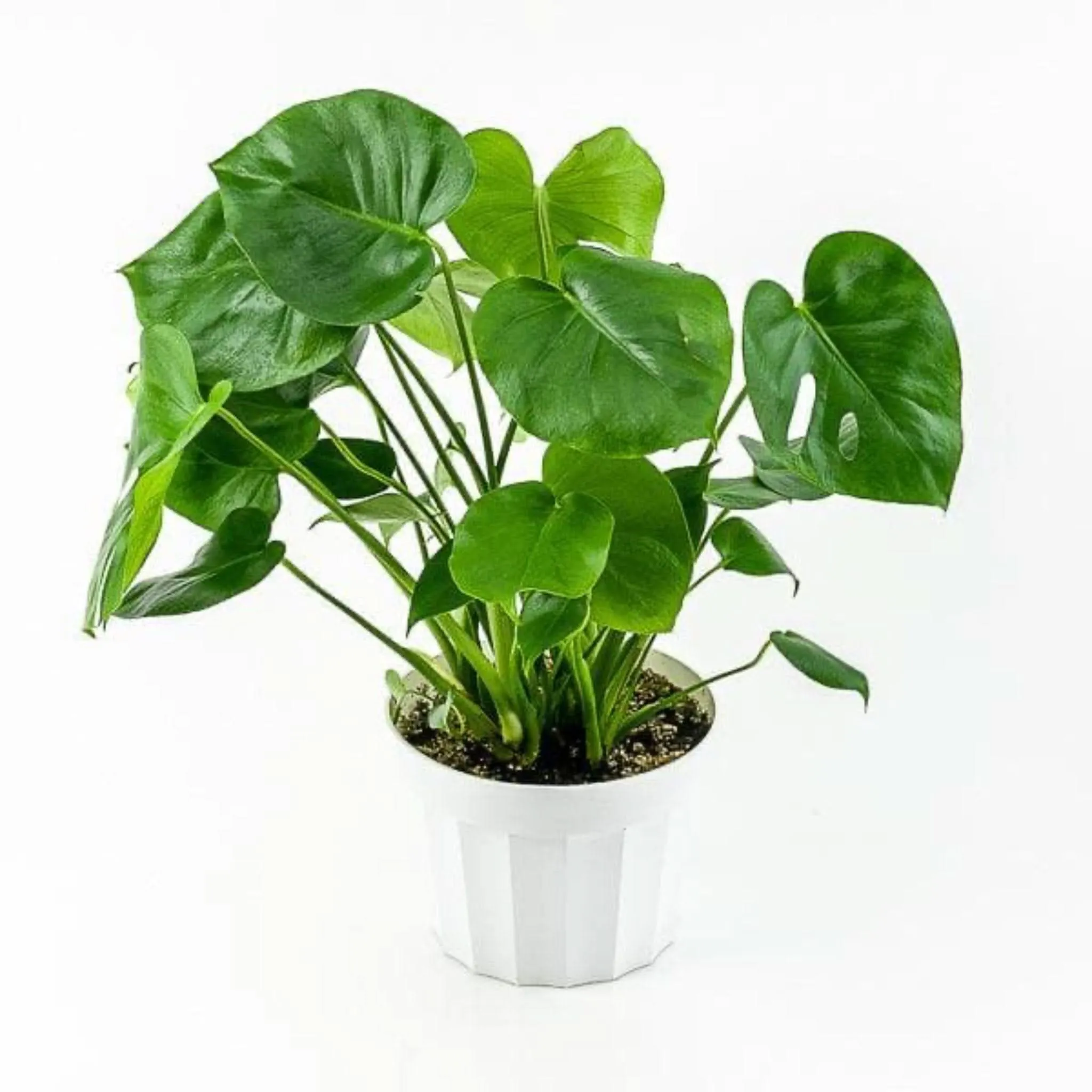 Monstera Deliciosa