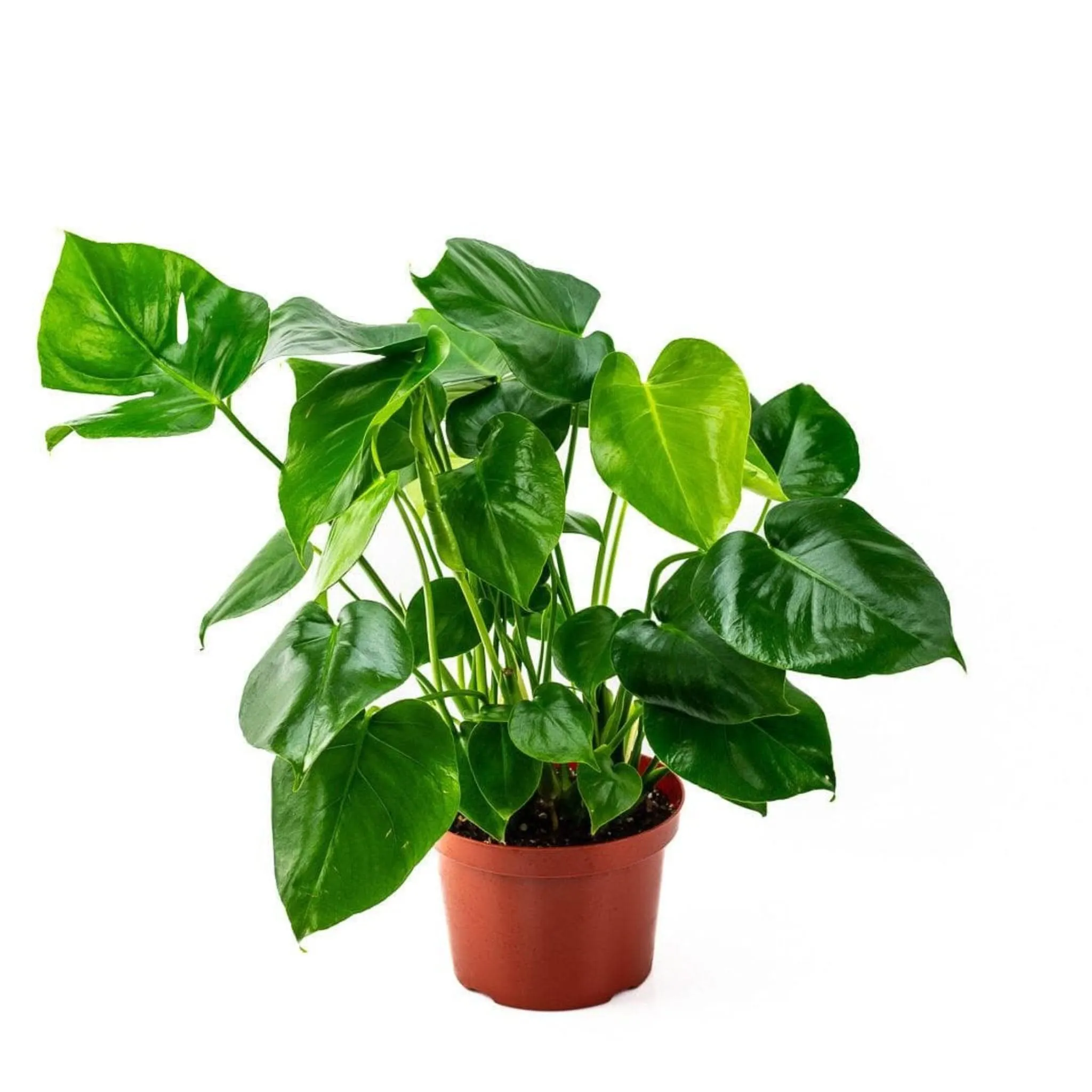 Monstera Deliciosa