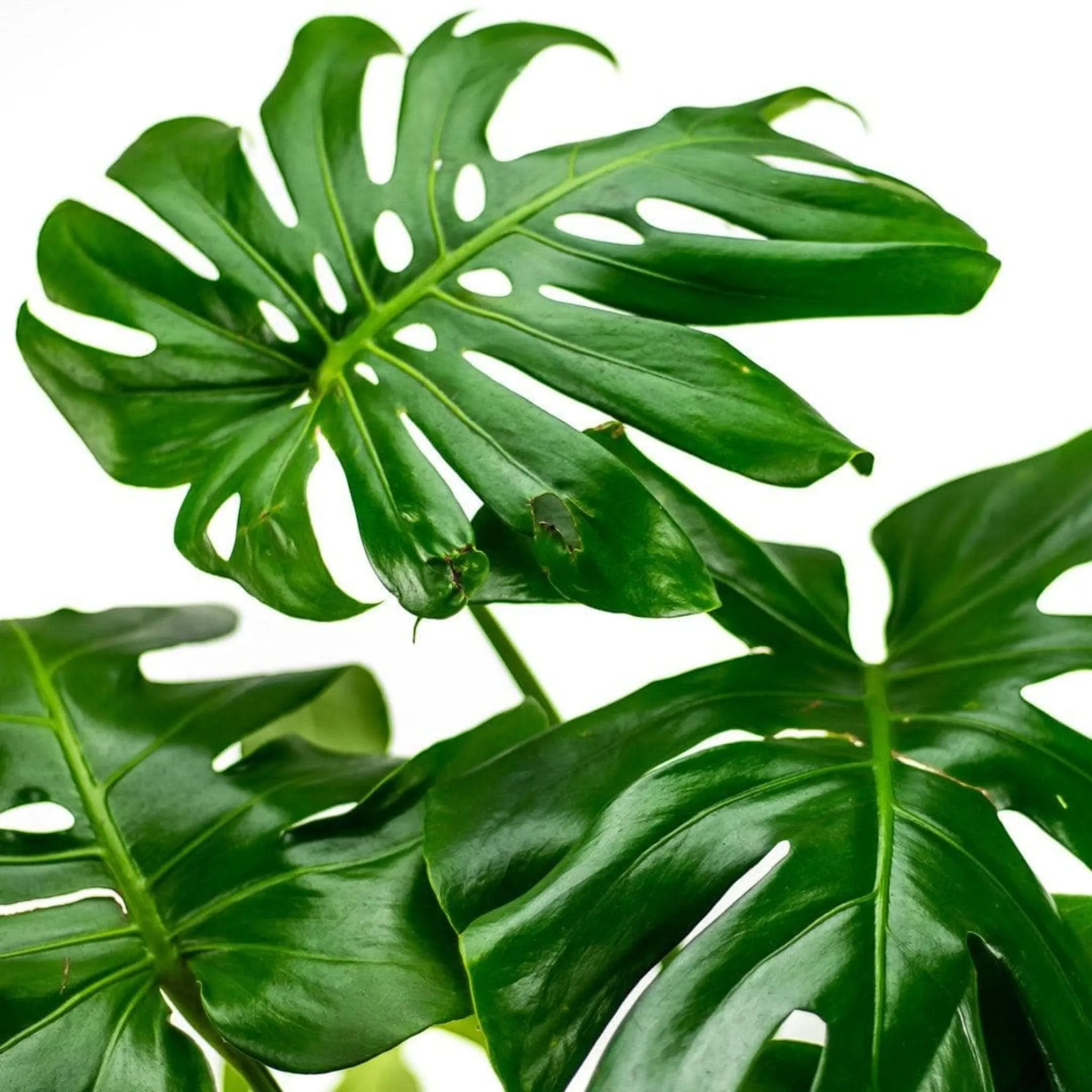 Monstera Deliciosa