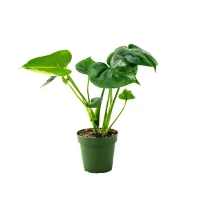 Monstera Deliciosa