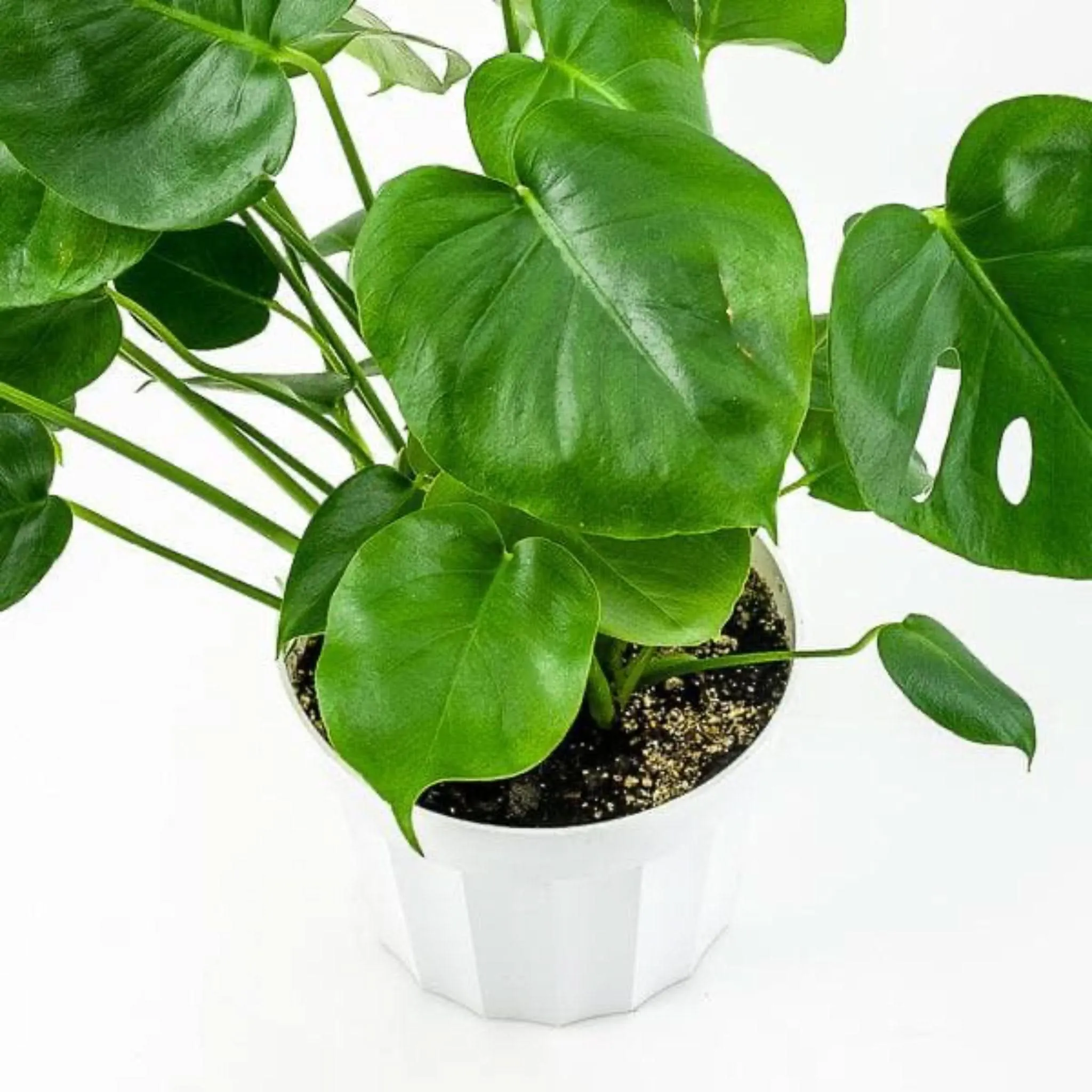 Monstera Deliciosa