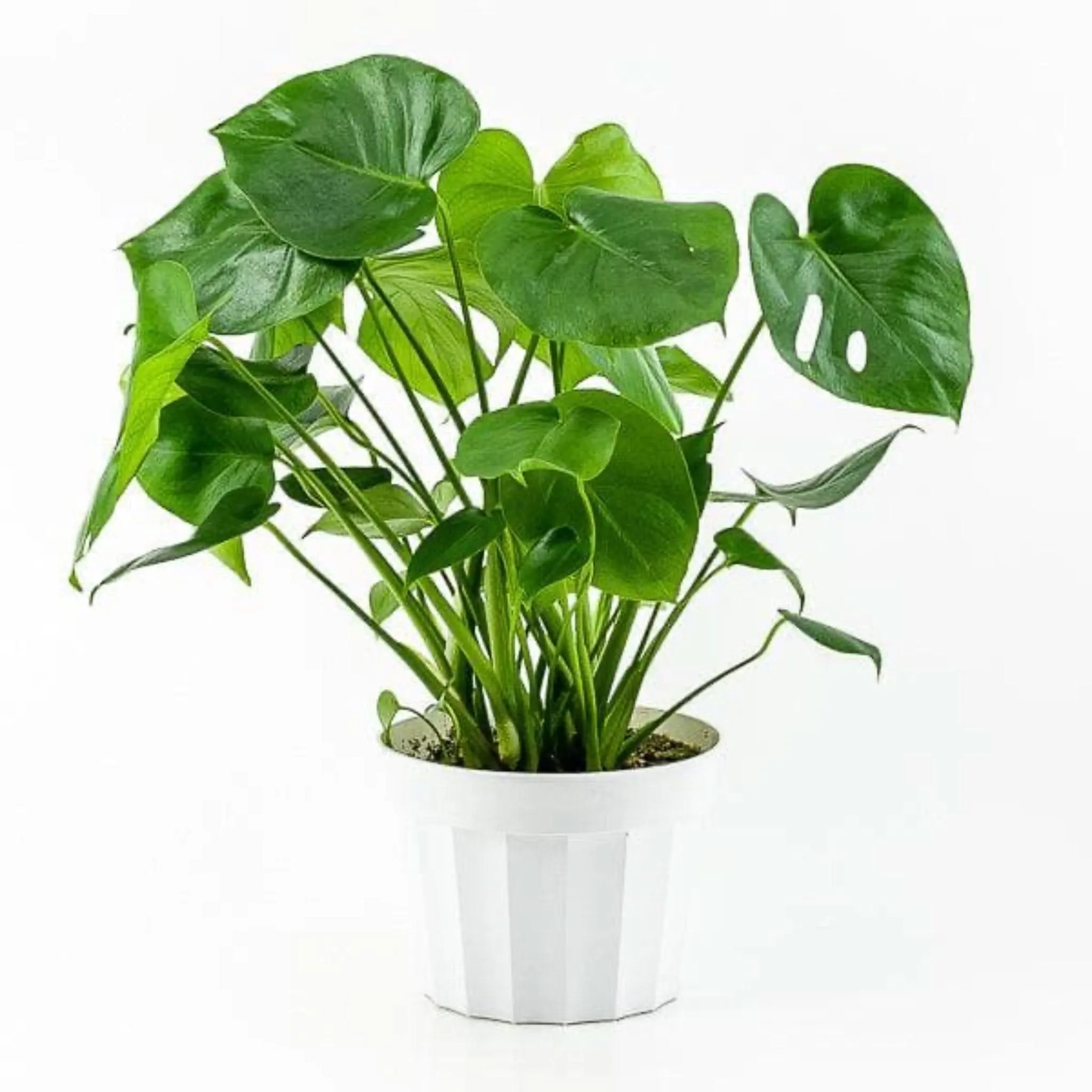 Monstera Deliciosa