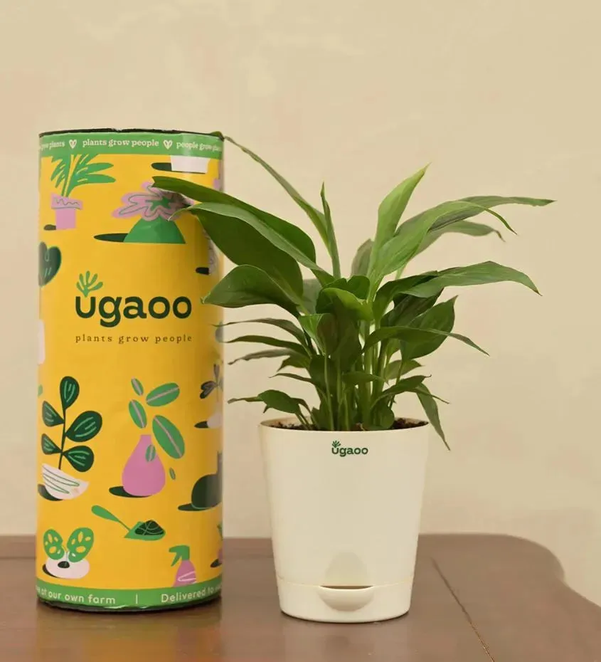 Peace Lily Live Plant