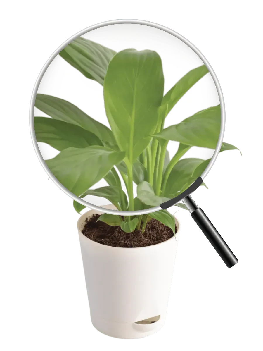 Peace Lily Live Plant