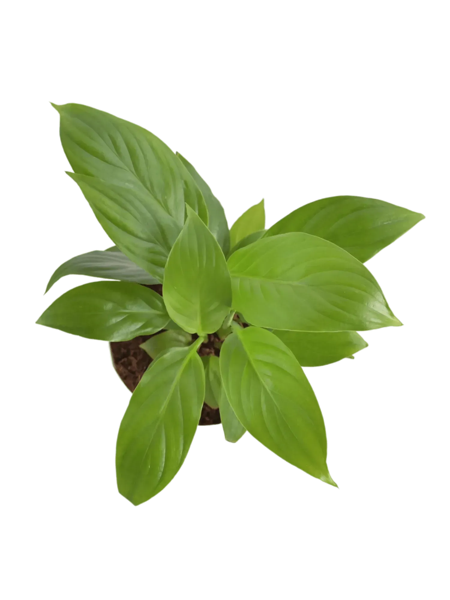 Peace Lily Live Plant