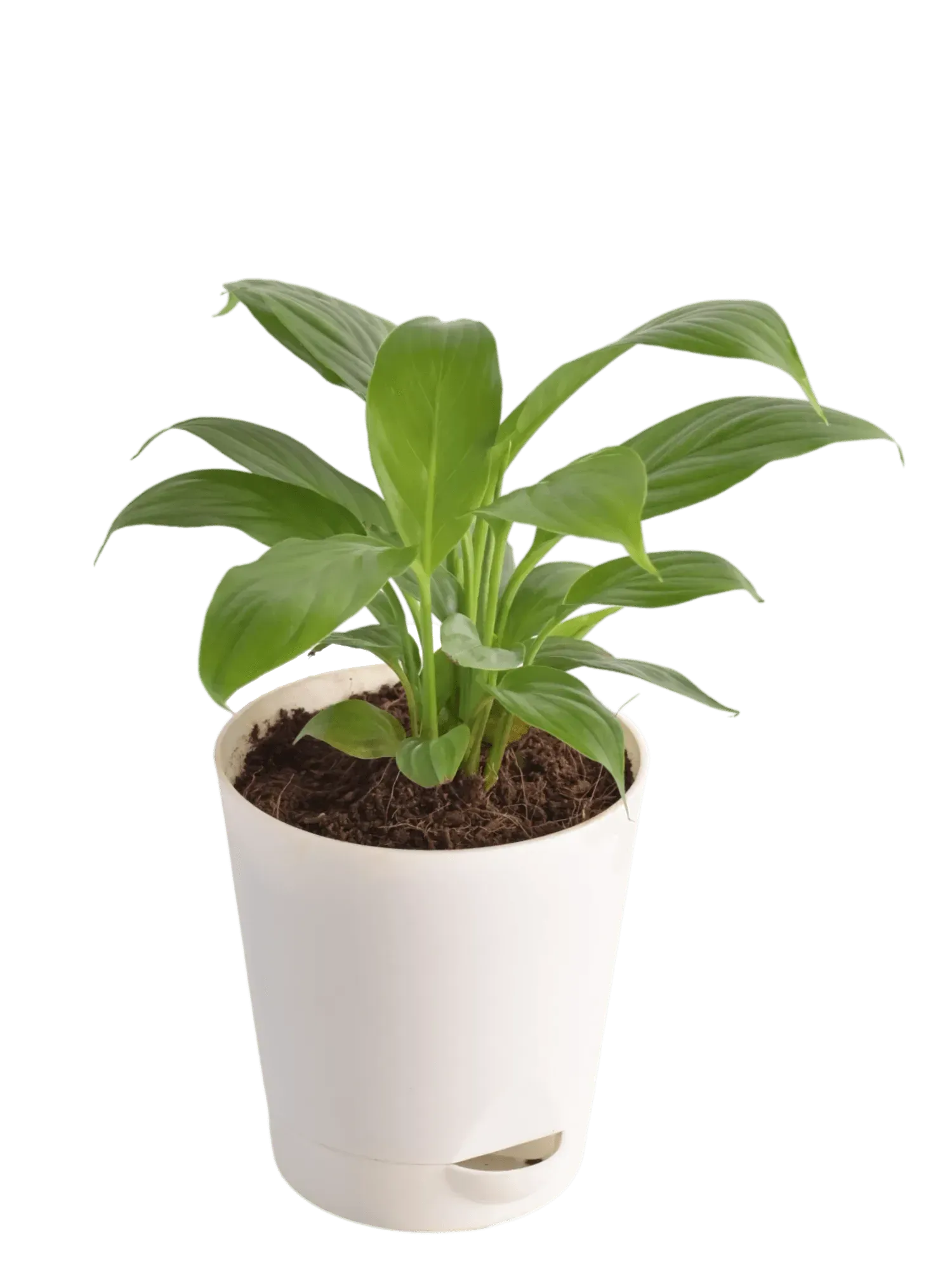 Peace Lily Live Plant