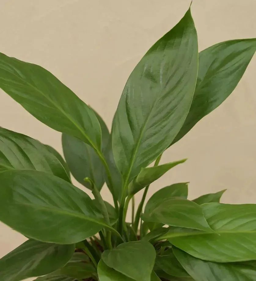 Peace Lily Live Plant