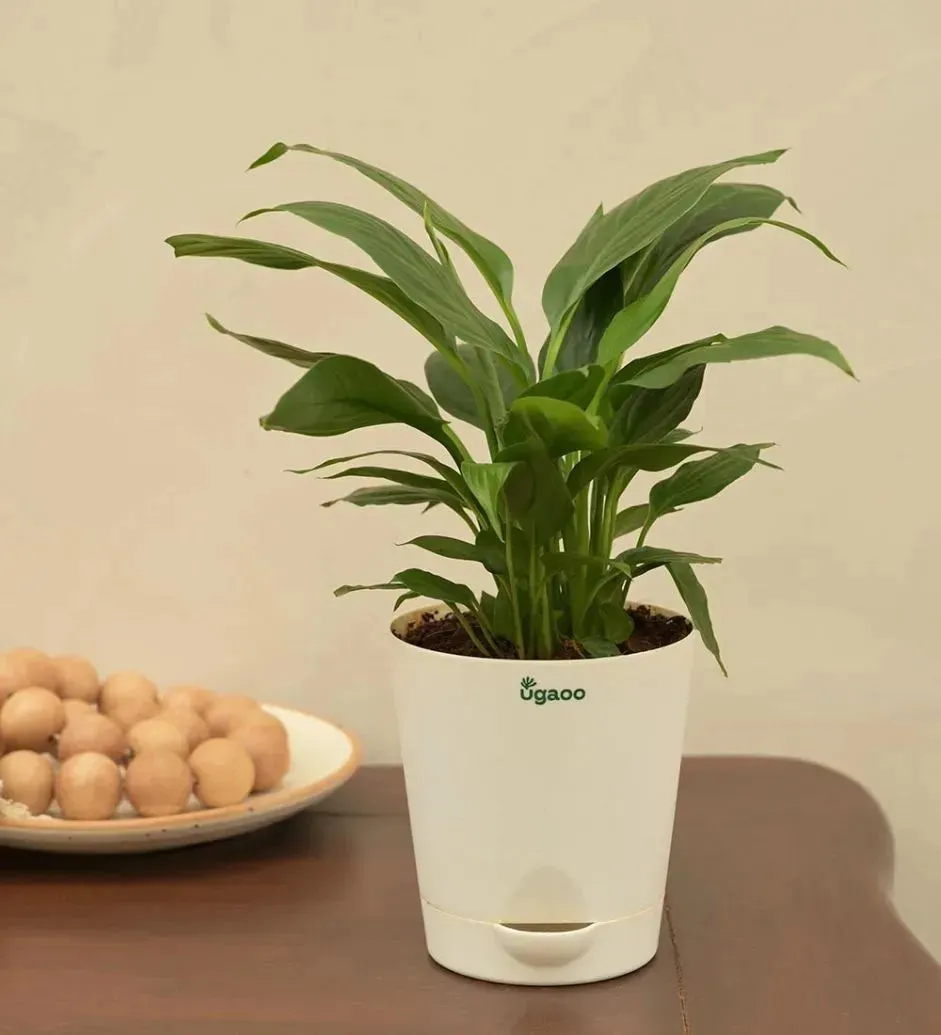 Peace Lily Live Plant