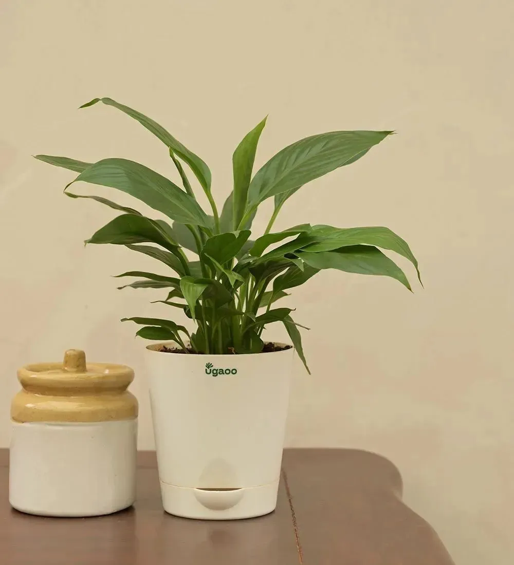 Peace Lily Live Plant