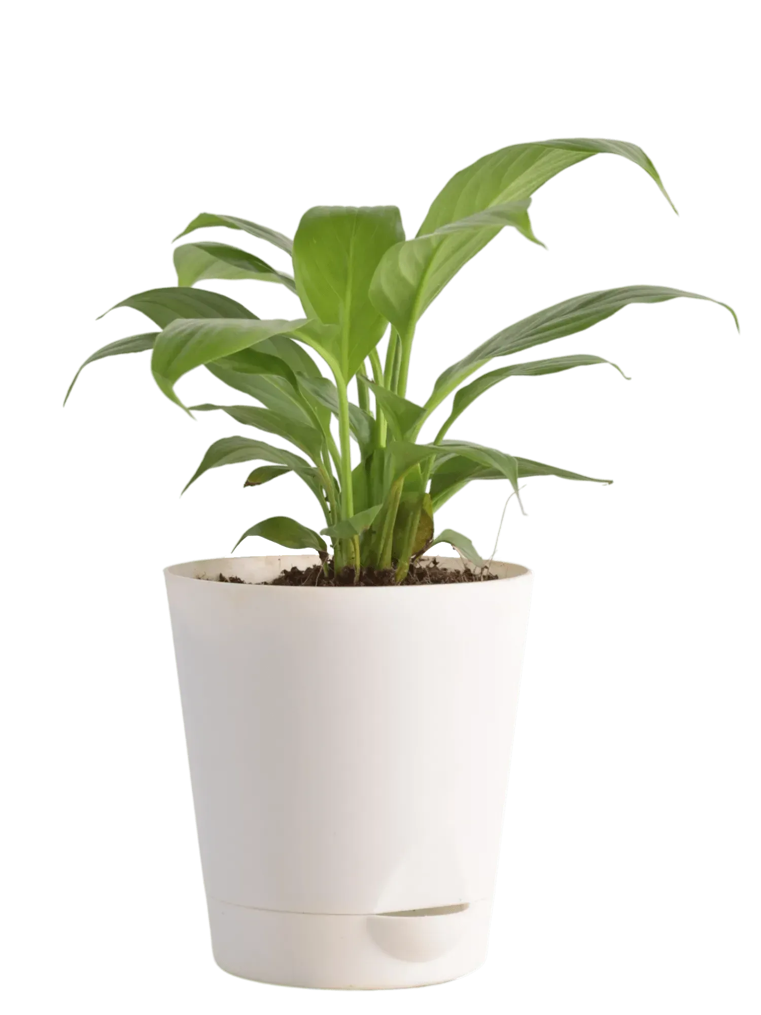 Peace Lily Live Plant
