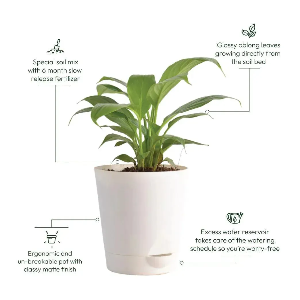 Peace Lily Live Plant