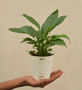 Peace Lily Live Plant